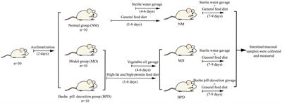 Baohe pill decoction treats diarrhea induced by high-fat and high-protein diet by regulating lactase-producing bacteria in intestinal mucosa